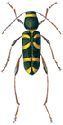 Wasp beetle - Clytus arietis