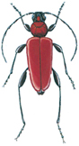 Welsh oak longhorn beetle