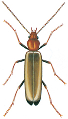 Wharf borer
