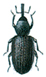 Wood boring weevil