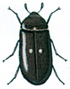 Carpet beetle
