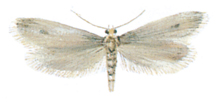 Case bearing clothes moth