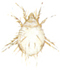 Common house mite