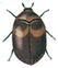 Saw-toothed grain beetle