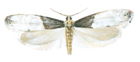 Tapestry moth