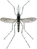 Banded mosquito