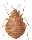 Bed bug