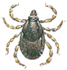 Brown dog tick