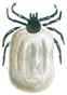 Castor bean tick