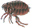 Cat flea