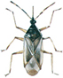 Common flower bug