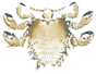 Crab louse