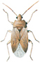 Debris bug