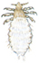 Dog louse