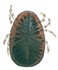 European pigeon tick