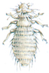 Feather louse
