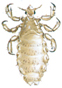 Head louse