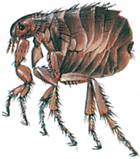 Human flea