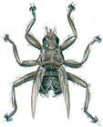 Louse fly