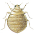 Martin bug
