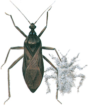 Masked hunter and larva