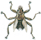 Pigeon louse fly