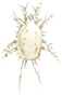 Prune mite