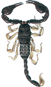 Scorpion
