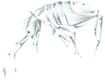 Springtail