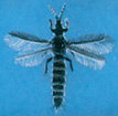 Thrips