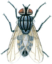 Autumn house fly