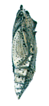 Cabbage butterly pupa