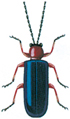Cereal leaf beetle