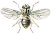 Grass fly
