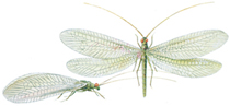 Lacewing