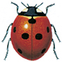 Seven-spot ladybird