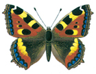 Small tortoiseshell