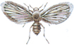 Bathroom fly