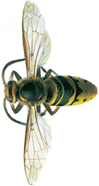 Big hornet, wasp