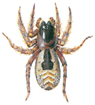 Ciniflo fenestralis