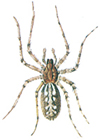 Common house spider