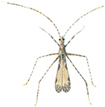 Empicoris culiciformis