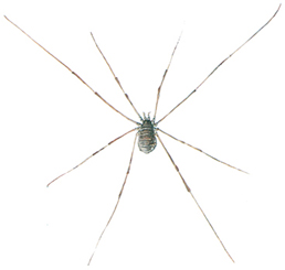 Harvestman - Opilio Parietinus