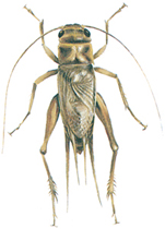 House cricket