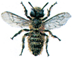 Mason bee