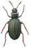 Mould beetle - female