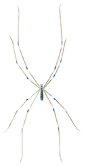 Spider - Pholcus phalangoides