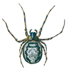 Spider - Zygiella X-notata