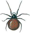 Steatoda bipunctata