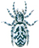 Zebra spider